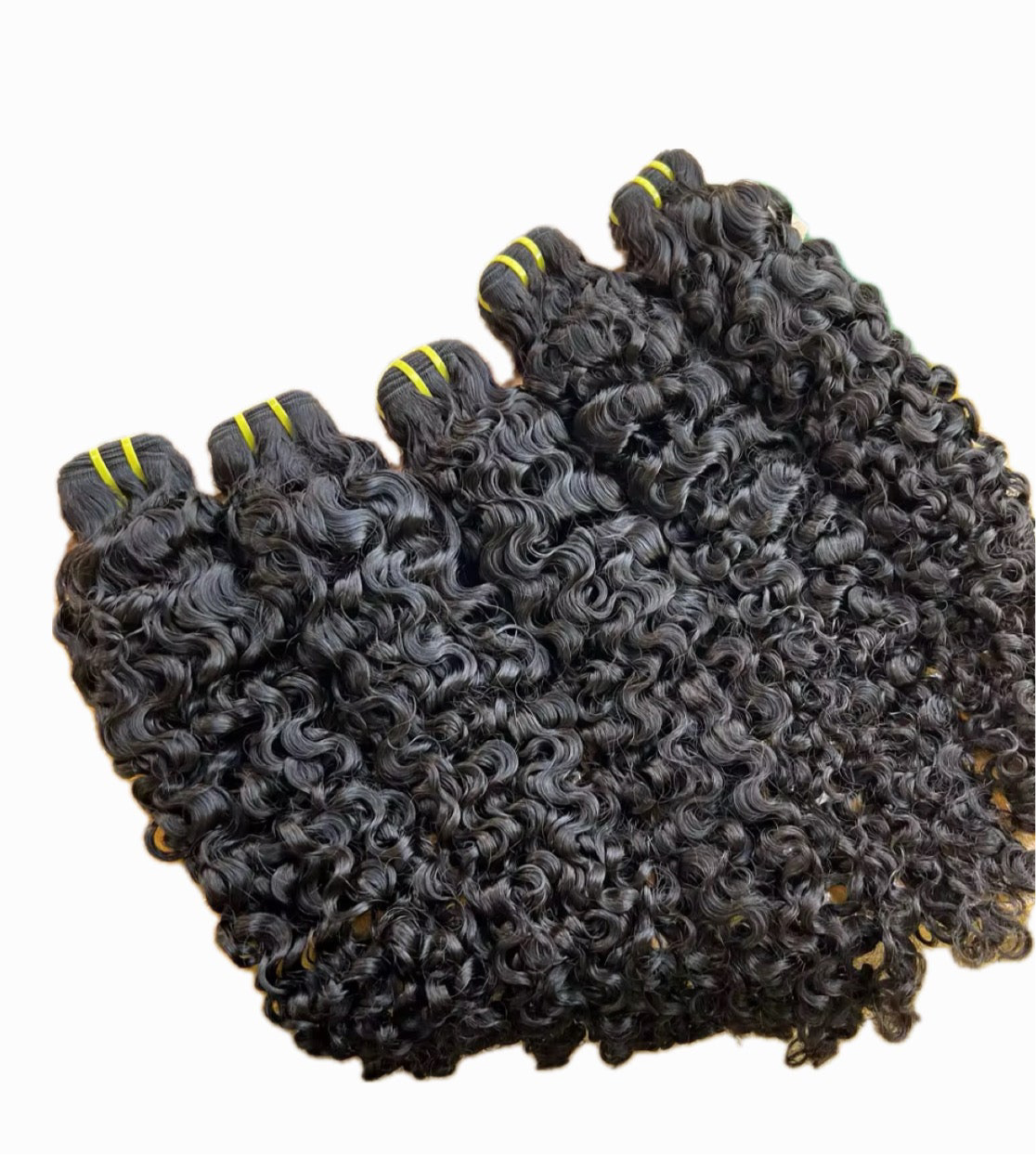BURMESE CURLY- MULTIPLE DONORS